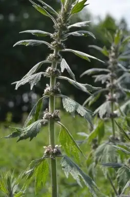 Пустырник фото 2