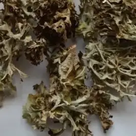 Исландский мох