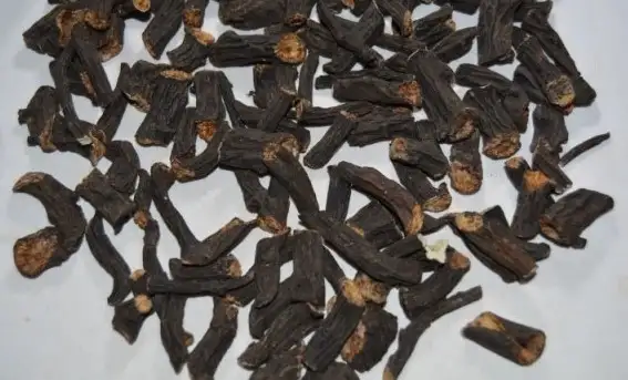 Корень окопника фото 2