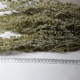 Полынь горькая