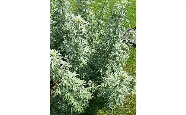 Полынь горькая фото 2