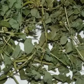 Астрагал солодколистный