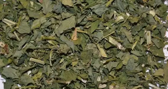 Астрагал солодколистный фото 3