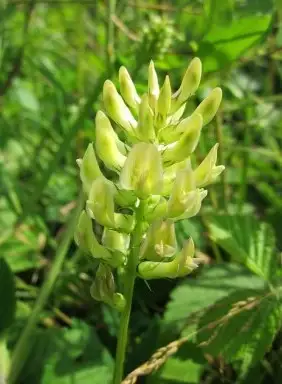 Астрагал солодколистный фото 2