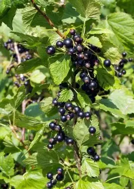 Листья смородины фото 2