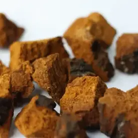 Чага березовая