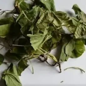 Грушанка круглолистная