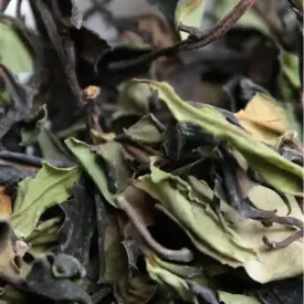 «Белый чай со старых диких деревьев»