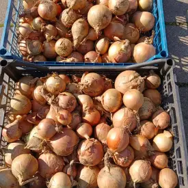 Лук репчатый домашний
