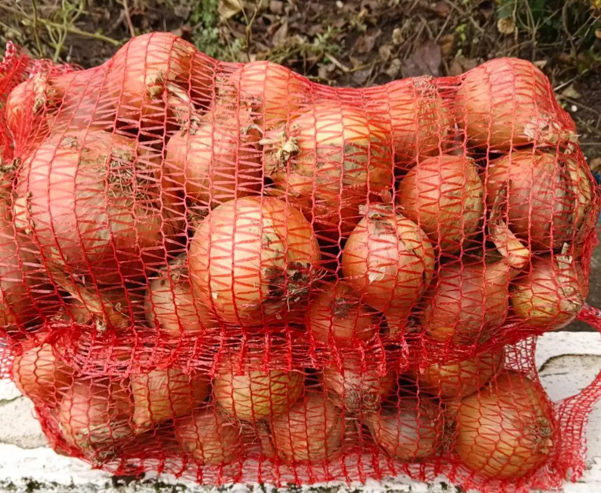 Лук репчатый домашний фото 2