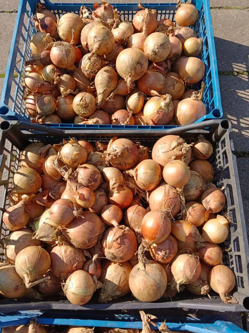 Лук репчатый домашний фото 1