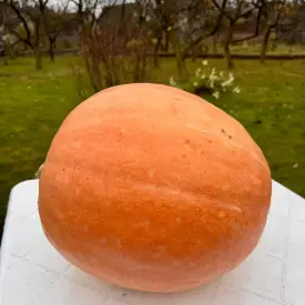 Тыква свежая домашняя