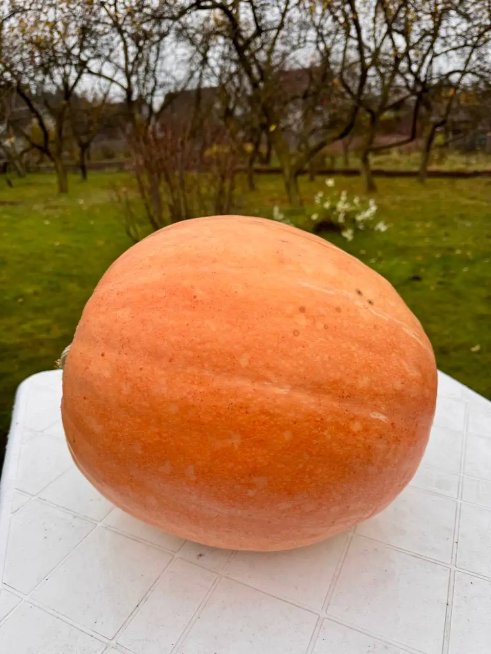 Тыква свежая домашняя