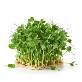 Микрозелень гороха, 7 г (опт)