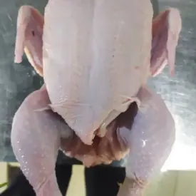 Мясо птицы
