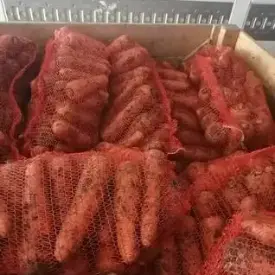 Морковь свежая