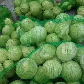 Капуста