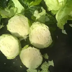 Капуста на пром. переработку