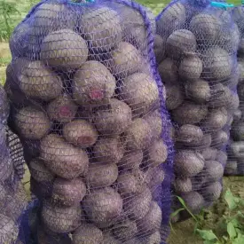 Свекла столовая