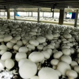 Грибы шампиньоны свежие