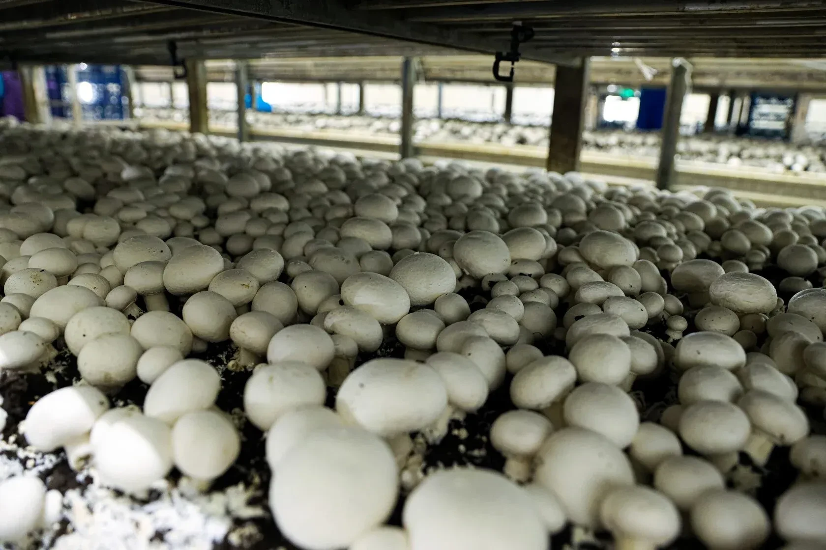 Грибы шампиньоны свежие