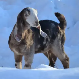 Молоко козье