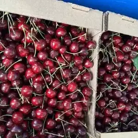 Свежая черешня урожай