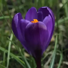 Луковицы крокусов