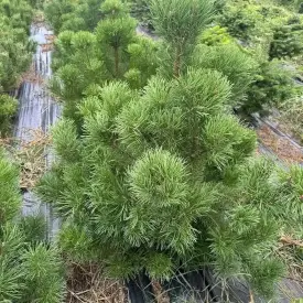 Сосна кедровая