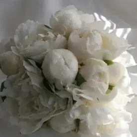Пион Уайт Элеганс