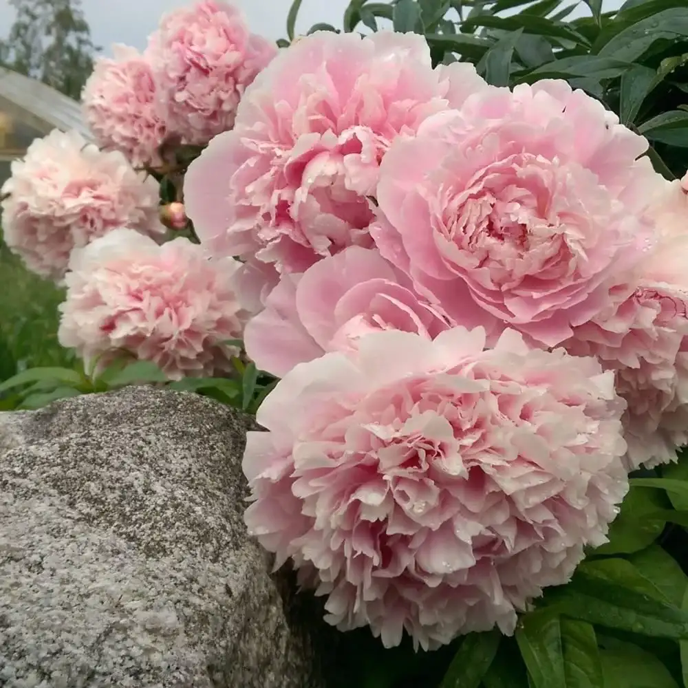 Пион Сара Бернар фото 2