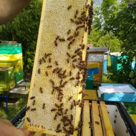 Мед в сотах порезанный кусочками
