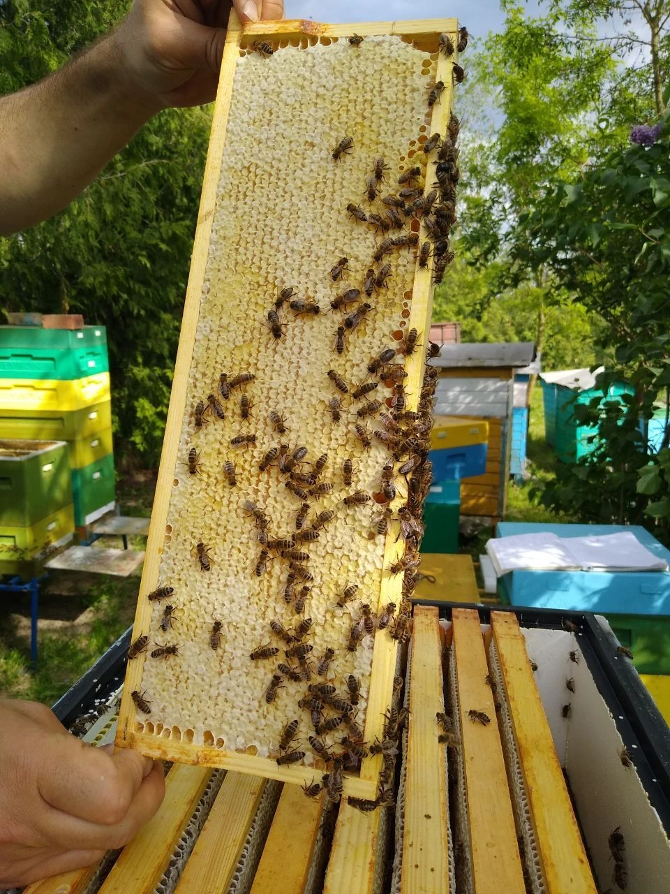 Мед в сотах порезанный кусочками