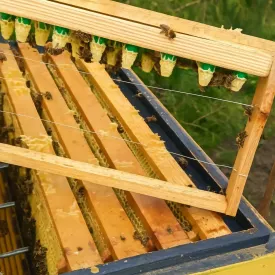 Маточное молочко (нативное, 2025 года), 1 мл