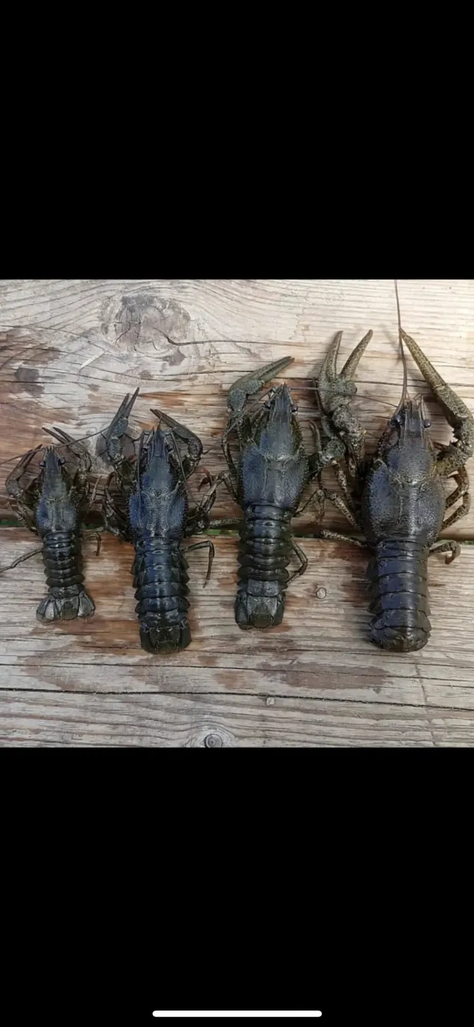 Раки живые средние