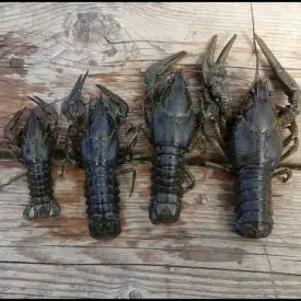 Раки живые средние 