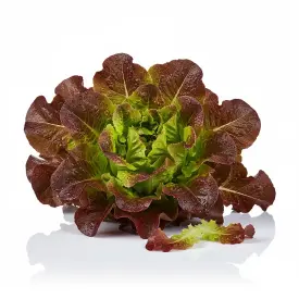 Салат Лола Россо