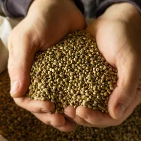 Конопляное масло