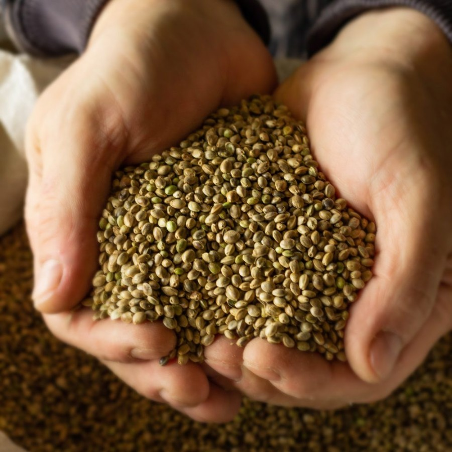 Конопляное масло фото 1