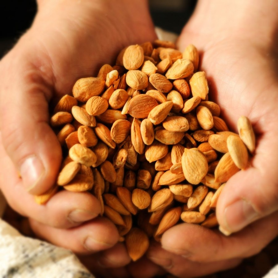 Масло абрикосовой косточки фото 3