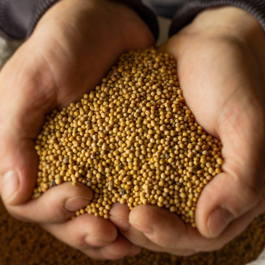 Горчичное масло фото 2