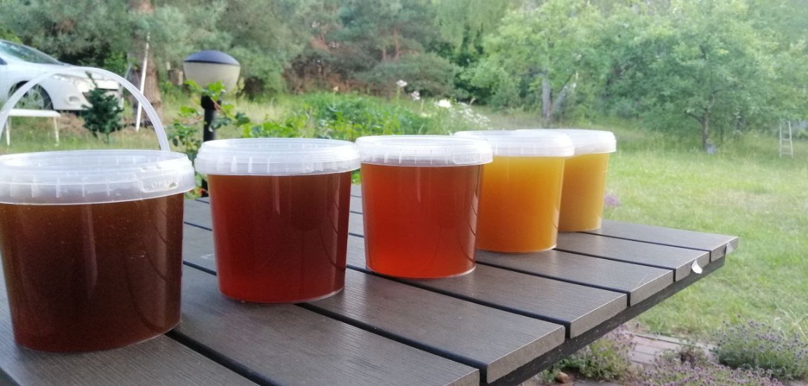4 вида меда с личной пасеки