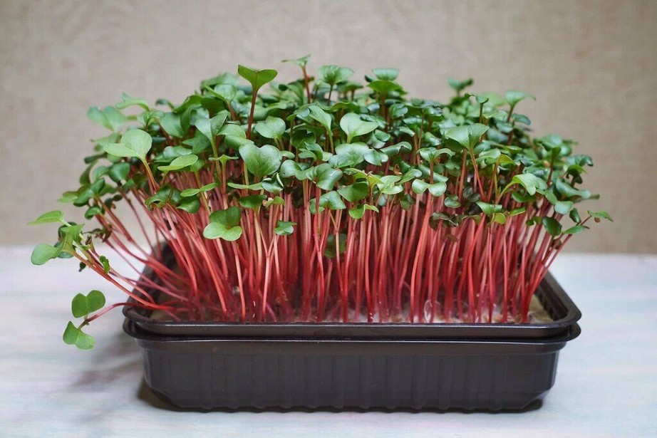 Микрозелень "Редис Красный коралл" (RedCorral)